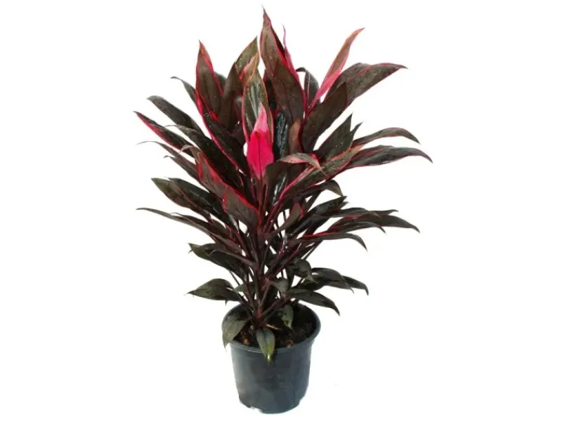 Töpfe<Exotenherz Cordyline Fruticosa Keulenlilie Rot im 19cm Topf