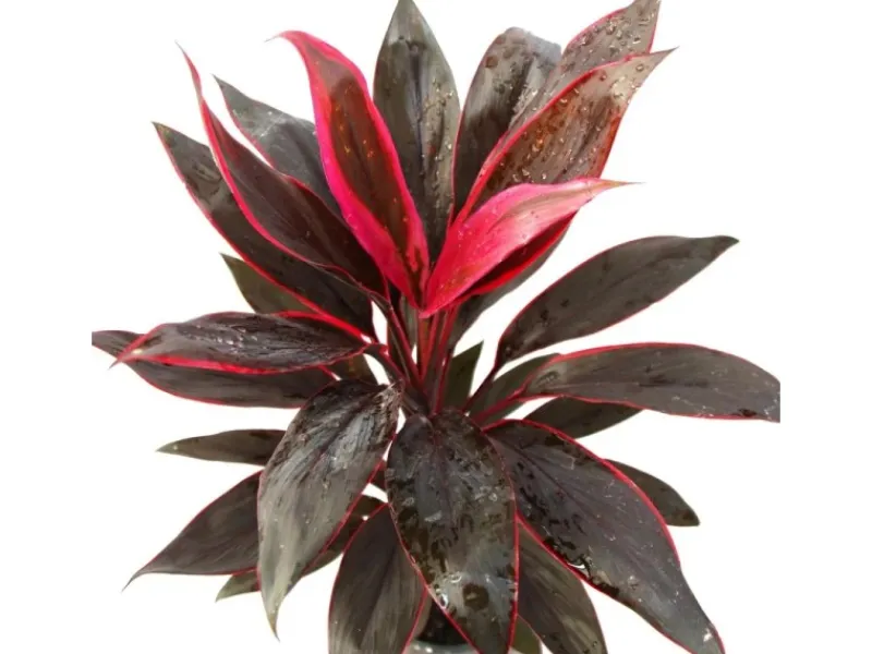 Töpfe<Exotenherz Cordyline Fruticosa Keulenlilie Rot im 19cm Topf