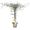 Hot Exotenherz Corokia Cotoneaster Zickzackstrauch Schnurbaum
