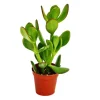 Töpfe<Exotenherz Crassula Portulacea Geldbaum im 5,5cm Topf