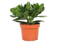 Töpfe<Exotenherz Crassula Portulacea Geldbaum Große Pflanze im 12cm Topf