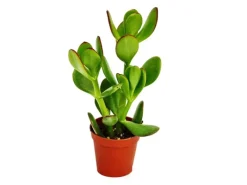 Sale Exotenherz Crassula Portulacea Geldbaum im 8,5cm Topf