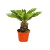 Exotenherz Cycas Revoluta Japanischer Palmfarn im 28cm Topf< Töpfe