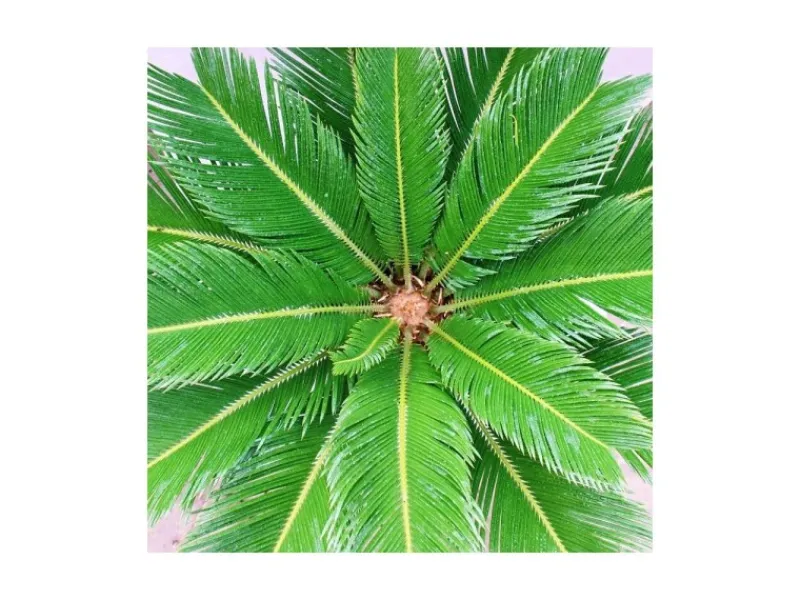Exotenherz Cycas Revoluta Japanischer Palmfarn im 28cm Topf< Töpfe