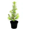 Töpfe<Exotenherz Der Kleinste Weihnachtsbaum Der Welt Mittelmeerkiefer Pinus Pinea Zimmerkiefer 12cm Topf