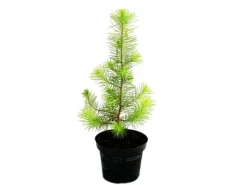 Töpfe<Exotenherz Der Kleinste Weihnachtsbaum Der Welt Mittelmeerkiefer Pinus Pinea Zimmerkiefer 12cm Topf