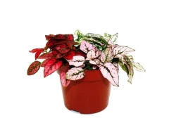 Töpfe<Exotenherz Dreifarbige Punktblume Hypoestes Phyllostachya 12cm Topf mit Drei Verschiedenen Farben