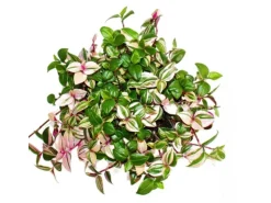 Töpfe<Exotenherz Dreimasterblume Tradescantia Quadricolor Pflegeleichte Hängende Zimmerpflanze 12cm Topf