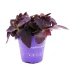 Töpfe<Exotenherz Dreimasterblume Tradescantia Pallida Pflegeleichte Hängende Zimmerpflanze 12cm Topf Lila