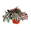 Exotenherz Dreimasterblume Tradescantia Zebrina Pflegeleichte Hängende Zimmerpflanze 12cm Topf< Töpfe