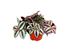 Exotenherz Dreimasterblume Tradescantia Zebrina Pflegeleichte Hängende Zimmerpflanze 12cm Topf< Töpfe