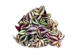 Exotenherz Dreimasterblume Tradescantia Zebrina Pflegeleichte Hängende Zimmerpflanze 12cm Topf< Töpfe