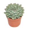 Töpfe<Exotenherz Echeveria Pulidonis Grosse Pflanze im 12cm Topf