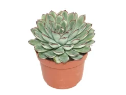 Töpfe<Exotenherz Echeveria Pulidonis Grosse Pflanze im 12cm Topf