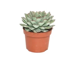 Töpfe<Exotenherz Echeveria Pulidonis Grosse Pflanze im 12cm Topf