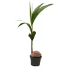 Töpfe<Exotenherz Echte Kokospalme Cocos Nucifera mit Echter Kokosnuss 19cm Topf ca. 100cm Hoch