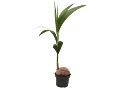 Töpfe<Exotenherz Echte Kokospalme Cocos Nucifera mit Echter Kokosnuss 19cm Topf ca. 100cm Hoch