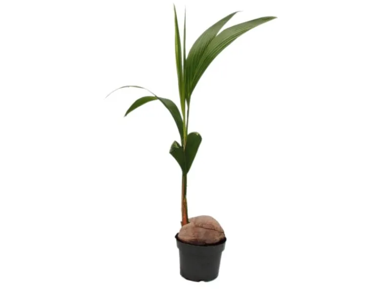 Töpfe<Exotenherz Echte Kokospalme Cocos Nucifera mit Echter Kokosnuss 19cm Topf ca. 100cm Hoch