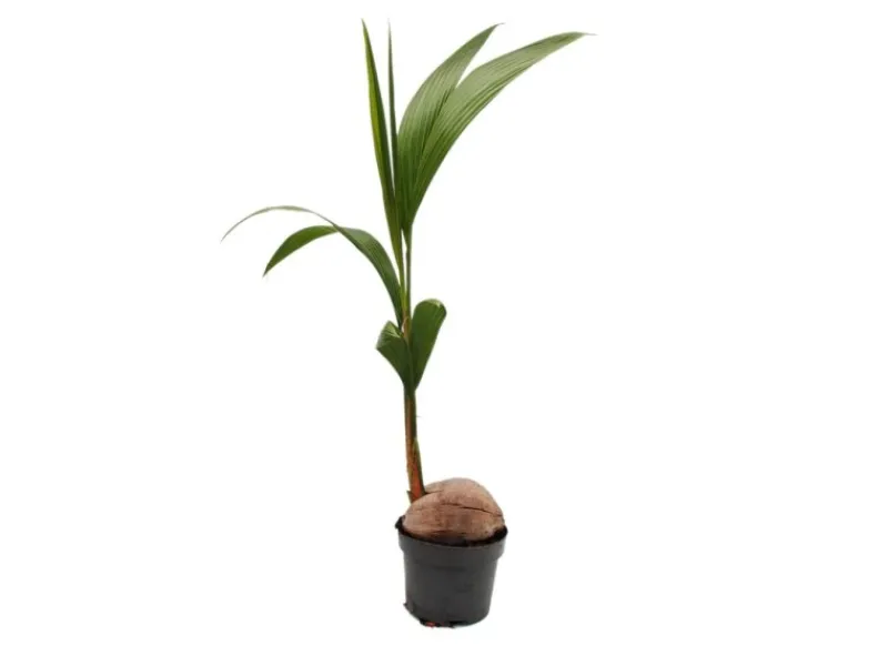 Töpfe<Exotenherz Echte Kokospalme Cocos Nucifera mit Echter Kokosnuss 19cm Topf ca. 100cm Hoch