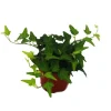 Online Exotenherz Efeu Hedera 9cm Topf Zimmerpflanze