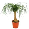 Online Exotenherz Elefantenfuss Zimmerpflanze ca. 35cm