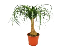Online Exotenherz Elefantenfuss Zimmerpflanze ca. 35cm