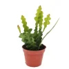 Sale Exotenherz Epiphyllum Anguliger Krokodilschwanz-Kaktus 9cm