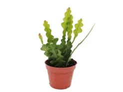 Sale Exotenherz Epiphyllum Anguliger Krokodilschwanz-Kaktus 9cm