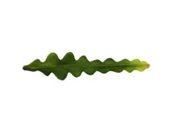 Sale Exotenherz Epiphyllum Anguliger Krokodilschwanz-Kaktus 9cm