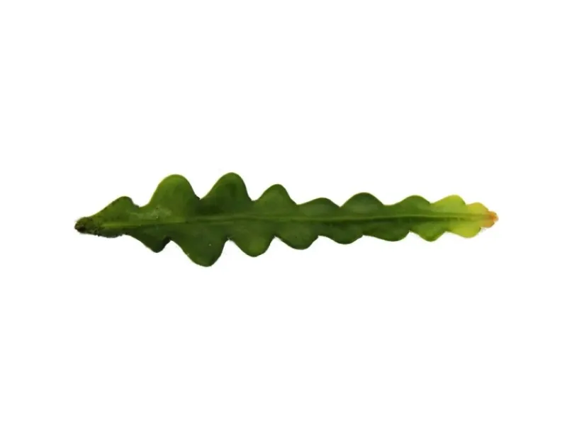 Sale Exotenherz Epiphyllum Anguliger Krokodilschwanz-Kaktus 9cm