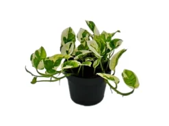 Outlet Exotenherz Epipremnum Aureum NJoy Efeutute Kleinblättrig und Weissbunt 12cm Topf