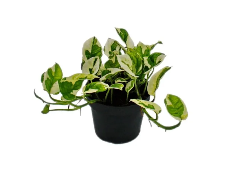 Outlet Exotenherz Epipremnum Aureum NJoy Efeutute Kleinblättrig und Weissbunt 12cm Topf
