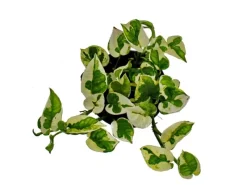 Outlet Exotenherz Epipremnum Aureum NJoy Efeutute Kleinblättrig und Weissbunt 12cm Topf