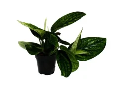 Exotenherz Epipremnum Pinnatum Marble Planet Grüne Strukturefeutute 12cm Topf< Töpfe