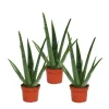 Online Exotenherz 3er Set Aloe Vera ca. 2 Jahre Alt 10,5cm Topf