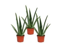 Online Exotenherz 3er Set Aloe Vera ca. 2 Jahre Alt 10,5cm Topf