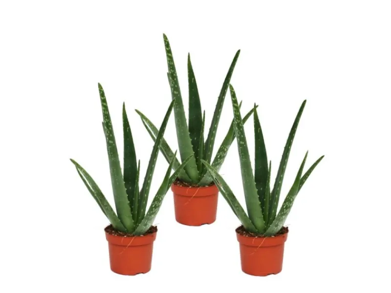 Online Exotenherz 3er Set Aloe Vera ca. 2 Jahre Alt 10,5cm Topf