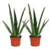 Töpfe<Exotenherz 2er Set Aloe Vera ca. 2 Jahre Alt 10,5cm Topf