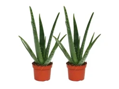 Töpfe<Exotenherz 2er Set Aloe Vera ca. 2 Jahre Alt 10,5cm Topf