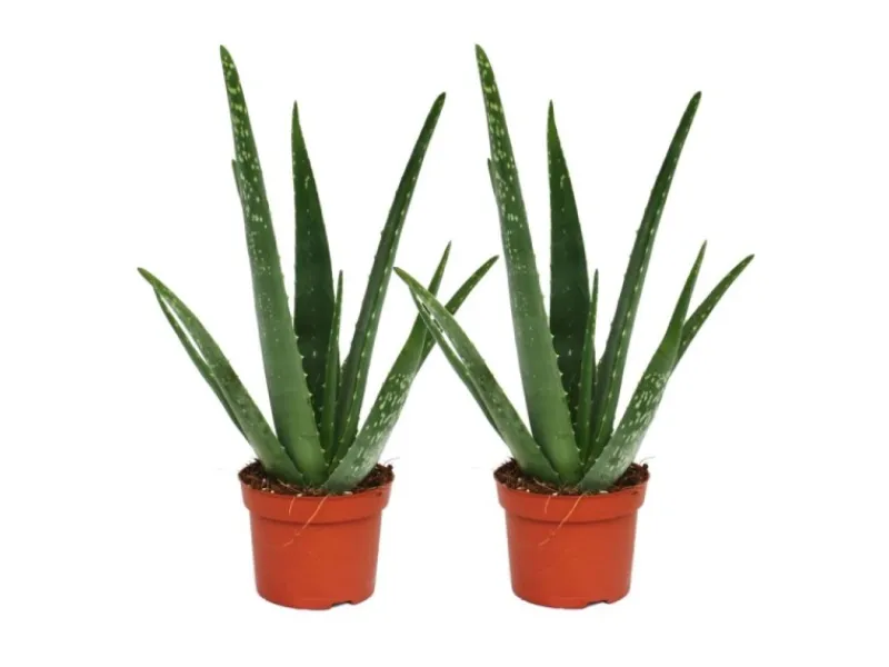 Töpfe<Exotenherz 2er Set Aloe Vera ca. 2 Jahre Alt 10,5cm Topf