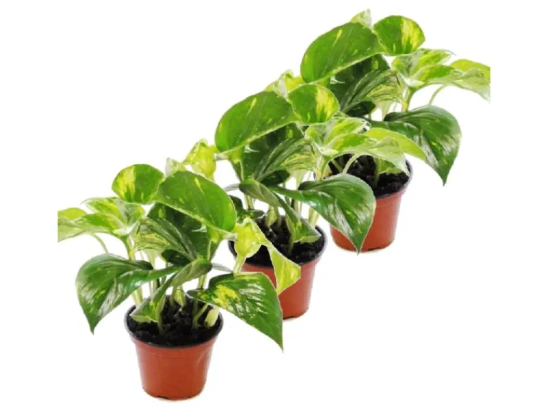 Exotenherz 3er Set Efeutute Scindapsus Epipremnum 12cm Topf< Töpfe