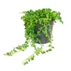 New Exotenherz Erbse Am Band Senecio Herreanus im 12cm Topf