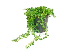 New Exotenherz Erbse Am Band Senecio Herreanus im 12cm Topf