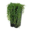 Töpfe<Exotenherz Erbse Am Band Senecio Rowleyanus 14cm Topf