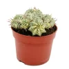 Outlet Exotenherz Euphorbia Meloformis Variegata Panaschierte Kugel-Wolfsmilch 10,5cm Topf Ausgefallene Sukkulente