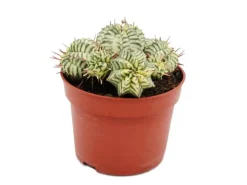 Outlet Exotenherz Euphorbia Meloformis Variegata Panaschierte Kugel-Wolfsmilch 10,5cm Topf Ausgefallene Sukkulente