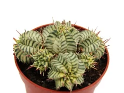 Outlet Exotenherz Euphorbia Meloformis Variegata Panaschierte Kugel-Wolfsmilch 10,5cm Topf Ausgefallene Sukkulente