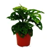 Töpfe<Exotenherz Fensterblatt Monstera Monkey Mask 12cm Topf