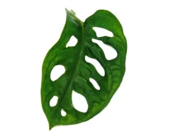Töpfe<Exotenherz Fensterblatt Monstera Monkey Mask 12cm Topf