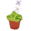 Hot Exotenherz Fettkraut Pinguicula Überraschungssorte 9cm Topf